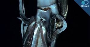 Giant Squid: King of the Ocean