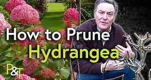 How to Prune Hydrangea (A Martin Masterclass!) - Pots & Trowels