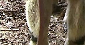 ❣️Have You ever seen the tongue of a giant anteater in full 60 cm length ???🤩