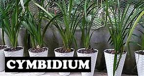 Orquideas Cymbidium / Division y cuidados