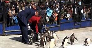 La principessa Anna d'Inghilterra dà da mangiare ai pinguini