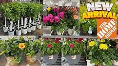Home Depot (April 2023 Inventory) Gold Nandina Hydrangeas Trees Begonia Azaleas Barberry Vinca Plant