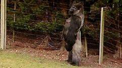 Walking Gorilla