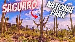 Saguaro National Park - Tucson Arizona