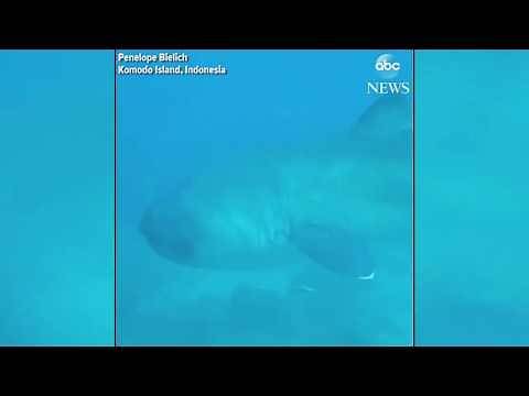 Diver encounters rare megamouth shark