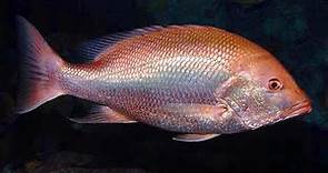 Facts: The Red Snapper