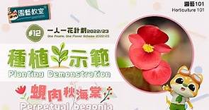 【園藝101】園藝教室#12 : 一人一花計劃2022/23 - 種植示範: 蜆肉秋海棠OPOFS 2022/23 -Planting Demonstration: Perpetual Begonia