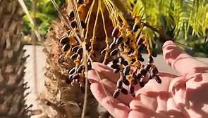 Eating PYGMY DATE PALM Fruit and I go to WAR with the NASTY PALM PLANTHOPPER