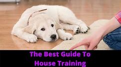 How To House Train A Puppy And Potty Train Your Dog