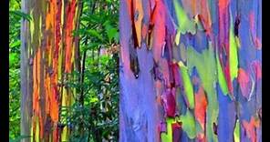 How to Grow Rainbow Tree Eucalyptus deglupta Mindanao gum seeds Part 2
