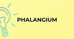 What is the meaning of the word PHALANGIUM?