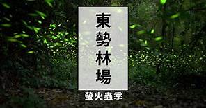 【2024螢火蟲季】台中東勢林場賞螢開跑！最新蟲況、導覽路線、活動情報