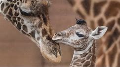 Baby Giraffes Run and Play