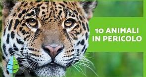 ANIMALI in PERICOLO di ESTINZIONE 2022 🐧⚠️ (Top 10)
