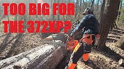 Husqvarna 550xp and 372xp cutting up a large oak tree