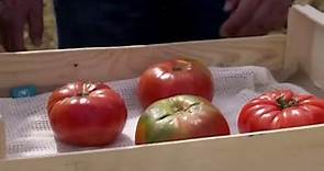 Aprende a distinguir un auténtico tomate rosa de Barbastro del resto que dice serlo - Natural
