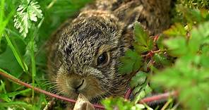 Hare Raises Baby Leveret in My Back Garden | Discover Wildlife | Robert E Fuller