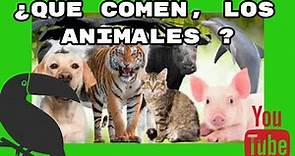 que comen los animales ?? son carnívoros ,omnivoros o herbívoros