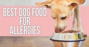 5 Best Dog Food for Allergies