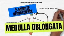 Learn About the Medulla Oblongata: Function and Structure