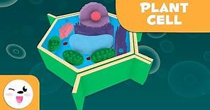The plant cell and its parts - Natural Science - Educational video for kids