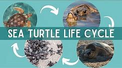 The LIFE CYCLE of SEA TURTLES | The Journey from Hatchling to Adulthood