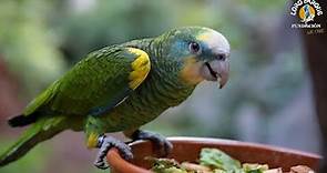 Longevity research with parrots | Loro Parque Fundación