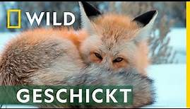 Fuchs auf Mäusejagd | Amerikas Nationalparks