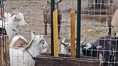 Baby goat separating Steinmetz Family Farm #steinmetzfamilyfarm #goat #feeding | Steinmetz Family Farm