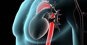 Anatomy of the Aorta