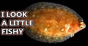 Flounder (Flatfish) Facts: the ONE-SIDED FISH 🐟 Animal Fact Files