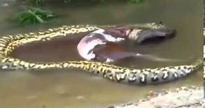 Anaconda Gigante vomita e rigurgita una mucca intera!!