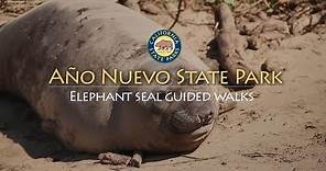 Elephant Seal Guided Walks at Año Nuevo State Park