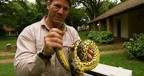Eye to eye with a yellow anaconda | Deadly 60 | Series 2 | BBC