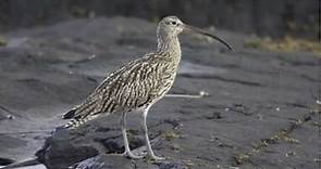 BTO Bird ID - Curlew and Whimbrel