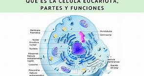 Célula eucariota: características y sus partes - Resumen con esquemas