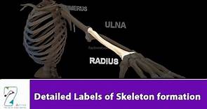Detailed Labels of Skeleton formation
