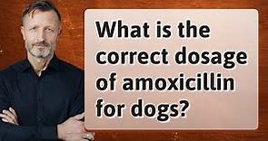 What is the correct dosage of amoxicillin for dogs?