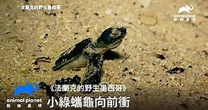 直擊！綠蠵龜的產卵與孵化！小綠蠵龜迎向大海的挑戰！｜法蘭克的野生墨西哥｜動物星球頻道