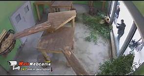 📡 Pandas Edinburgh Zoo Scotland Webcam Live HD1080
