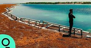 A Surge of Sargassum Seaweed Is Changing the Beach Vacation