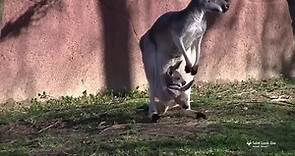 Along for the ride! Two kangaroo joeys in one pouch at Saint Louis Zoo
