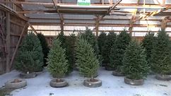 Drought conditions take a toll on Christmas tree farms