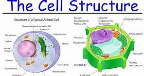 Biology - Intro to Cell Structure - Quick Review!