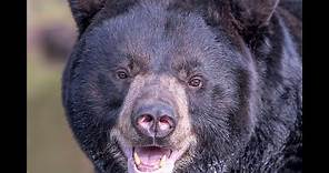 Black Bear Attack on Jacqueline Perry & Mark Jordan- The Real Story of The Movie Backcountry