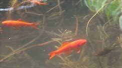 Koi Fish Swimming Pond Stock Footage Video (100% Royalty-free) 15730402 | Shutterstock
