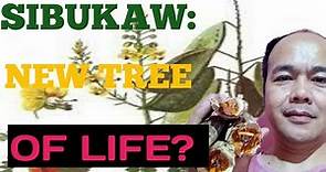 SAPPAN WOOD a.k.a SIBUKAW: NEW TREE OF LIFE? | exploring KINGDOM PLANTAE