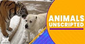 Animals Unscripted | The Pet Collective