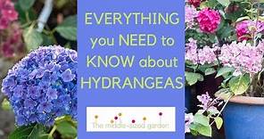 Hydrangeas - everything you need to know about growing hydrangeas in your garden