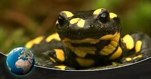 Nocturnal wanderer: The fire salamander